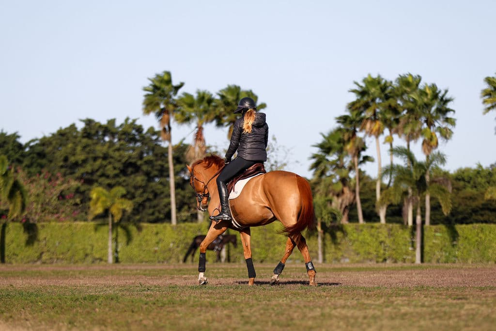 Florida horses