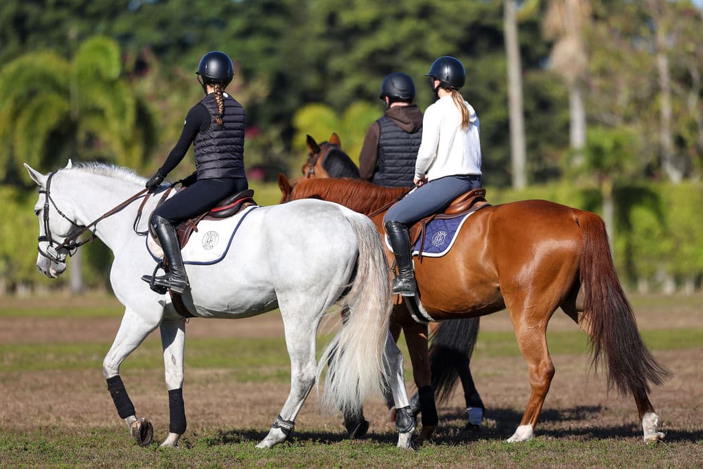 Sales horse