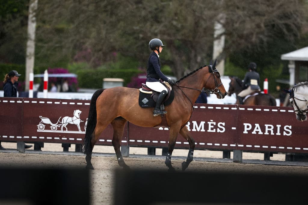 Competition horse
